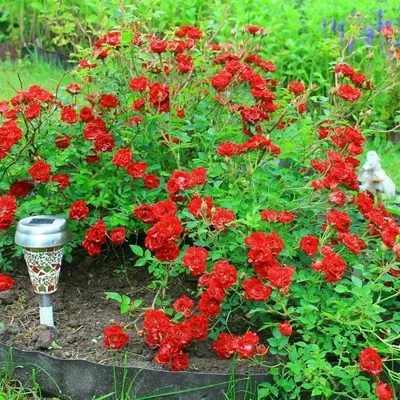 Роза почвопокровная Ред Фейри (ID#158721030), цена: 20 руб., купить на  Deal.by