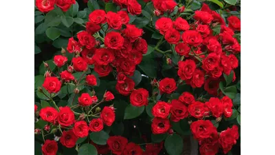 Купить Роза бордюрная Рэд Фейри Rosa Red Fairy - в питомнике Флорини