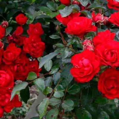 Роза почвопокровная Ред, красная