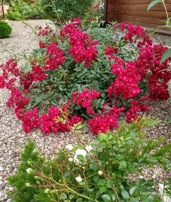 Роза почвопокровная Ред Фейри (Red Fairy) купить выгодно ✵ Сады-Эдема.рф –  интернет магазин растений для сада