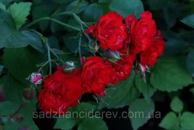 Купить Роза почвопокровная «Ред Фейри ( Red Fairy»). Саженцы в Москве и  области по низкой цене