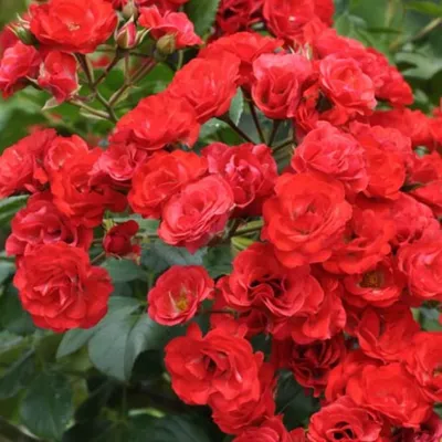 Роза почвопокровная Фэйри купить по цене цена по запросу от питомника  саженцев и растений Центросад | Фото и консультация по уходу