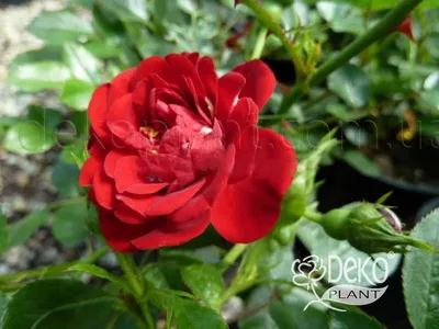 Роза почвопокровная Ред, красная