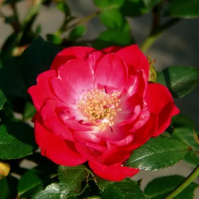 Пинк Фейри (полиантовая роза) - Питомник растений «Cветлый»