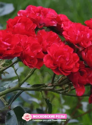 Роза Ред Фейри. Купить лучшие сорта почвопокровных роз.