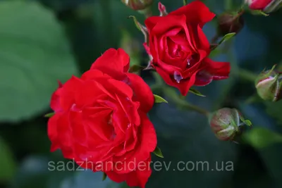 Роза полиантовая Ред Фейри (Red Fairy) купить в Киеве, цена — Greensad