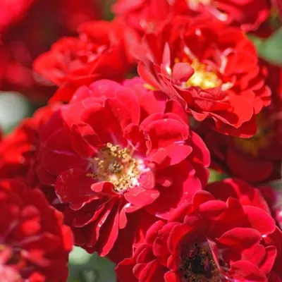 Роза Red Fairy (Ред Фейри) - Штамбовые - Саженцы роз, ягодных, фруктовых и  декоративных культур - Dekoplant