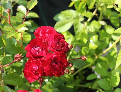 РЕД ФЭЙРИ\" - роза почвопокровная - купить по выгодной цене | Александровы  сады