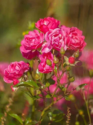 Роза \"Файри\" (Rose Fairy) - Розы почвопокровные (Каталог почвопокровных  роз)- Розы - Каталог - Pitomnic.com