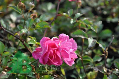 Роза \"Ред Фейри\" (Rose \"Red Fairy\") - Питомник и Садовый центр Русские  Деревья