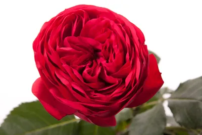 Artflower.kz | Розы Red Piano в черной коробке - Купить с доставкой в  Алматы по лучшей цене