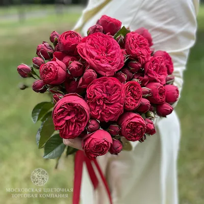 Пионовидные розы Ред Пиано - купить в Москве | Flowerna