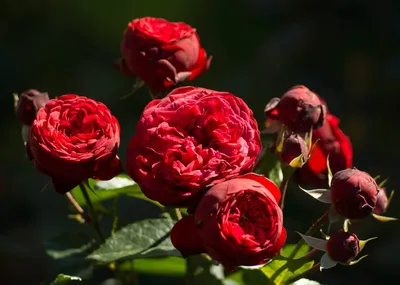 Пионовидные розы Ред Пиано с эвкалиптом - купить в Москве | Flowerna