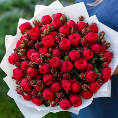 Купить Роза \"Ред Пиано\" (Rosa 'Red Piano') от 599 руб. в интернет-магазине  Архиленд с доставкой почтой по Москве и в регионы