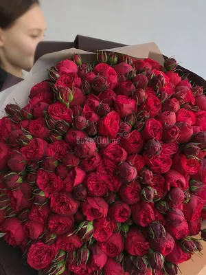 Саженцы розы Ред Пиано (Piano) в Краснодаре цены от 370 руб. , купить  саженцы Ред Пиано (Piano) и другие чайно-гибридные розы в Краснодар почтой  России! - КустыРоз.РФ