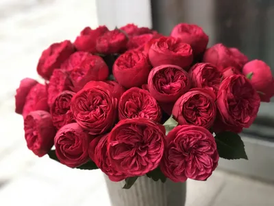 Роза \"Red Piano\" купить в питомнике растений с доставкой по Нижнему  Новгороду и Нижегородской области, саженцы, выращивание, посадка и уход