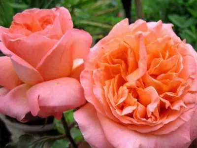 Роза 🌹 Рене Госинни (Rene... - EDROSES-розплідник троянд | Facebook