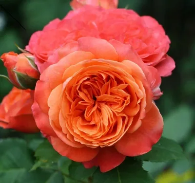 Рене Госсини (Rene Goscinny) - Чайно-гибридные розы - Розы - Каталог