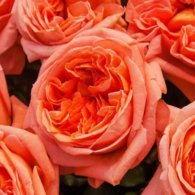 Саженцы розы рене госсини купить в Москве по цене от 690 рублей