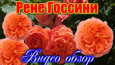 Роза чайно-гибридная Рене Госсини: купить в Москве саженцы в питомнике  «Медра»