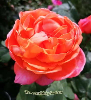 Роза Рене Госсини (Rene Goscinny) – Растения 26