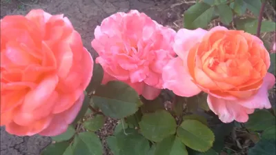 Роза чайно-гибридная Рене Госсини Садовита – купить оптом саженцы роз