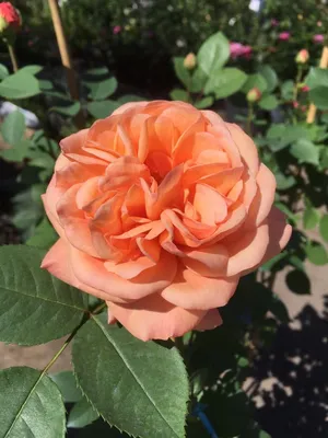Цветение розы Рене Госинни. - YouTube