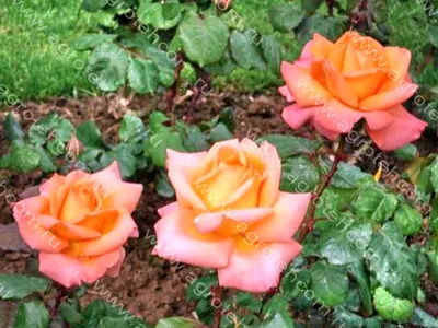 Роза «Рене Госинни»