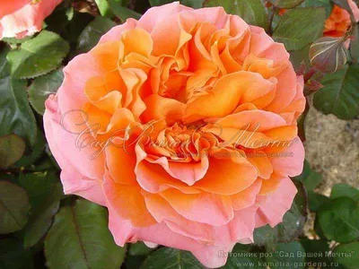 Чайно - гибридная роза сорта Рене …» — создано в Шедевруме