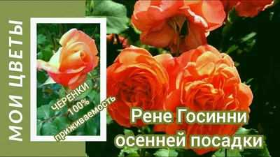 Купить саженцы Роза чайная Рене Госинни с доставкой! | Florali-Flor