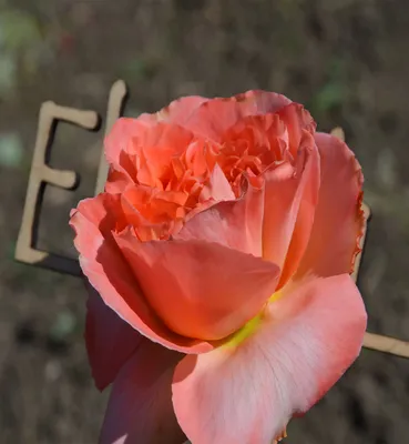 Роза Rene Goscinny (Рене Госинни) – купить саженцы роз в питомнике в Москве