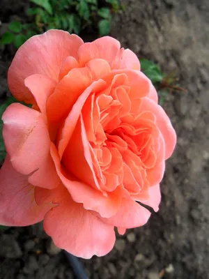 Роза \"Rene Goscinny\" купить в питомнике растений с доставкой по Волгограду  и Волгоградской области, саженцы, выращивание, посадка и уход