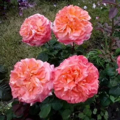 Роза чайно-гибридная Рене Госинни С4 купить за 950 р. в садовом центре АСТ  Медовое