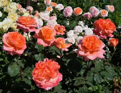Роза чайно-гибридная Рене Госсини – купить в питомнике Дирижер Сада