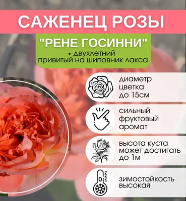 Рене Госсини - описание сорта роз, преимущества и недостатки, особенности  выращивания | РозоЦвет