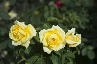 Римоза (Rimosa) академия роз, купить букет, купить не дорого, здесь можно  купить белая роза, белые розы, купить розы, красные розы, розы отзывы,  описание сорта роз, VIP розы, роза чайно-гибридная, садовая роза, посадка