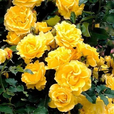 Роза плетистая «Римоза»