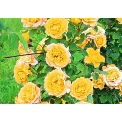 Роза Римоза плетистая желтая