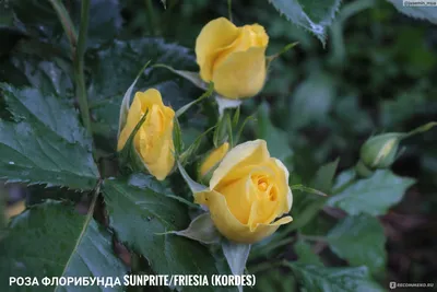 САД СВЕТЛАНЫ.landscape design on Instagram: \"Кто на арке? Римоза ( Rimosa  Climbing) . «..Эта роза известна во Франции как Rimosa (Grmp), в США как  Climbing Gold Badge, и Climbing Gold Bunny во