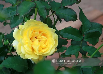 Роза римоза (36 фото) - 36 фото