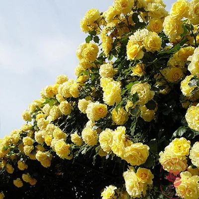 Купить саженцы роз Римоза (Rimosa) с доставкой по Краснодару