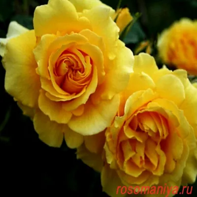 Роза плетистая (Rosa) - «Моя любимая разновидность роз. Покажу своих  любимчиков + Видео» | отзывы