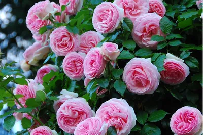 РОР / САЖЕНЦЫ ПИТОМНИКА / РОЗЫ / Плетистые крупноцветковые розы / RIMOSA ( Римоза)