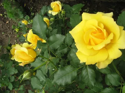 Роза флорибунда Sunprite/Friesia (Фрезия) (Kordes) - «Самая титулованная в  мире флорибунда. Я гонялась за ней пять лет и это того стоило. Роза  флорибунда Sunprite/Friesia (Kordes). » | отзывы