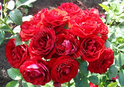 Роза плетистая (Rosa) - «?Моя прекрасная РОЗА ?» | отзывы