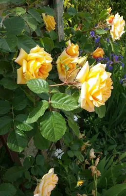 ТОП-10 плетистых роз на любой вкус и цвет | РОЗОВЕДКА | Дзен