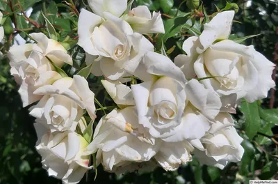 Плетистые розы | Купить в Мангистауской области | Цены на Satu.kz