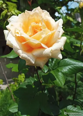 Троянда \"Rimosa\" (\"Римоза\") жовта плетюча