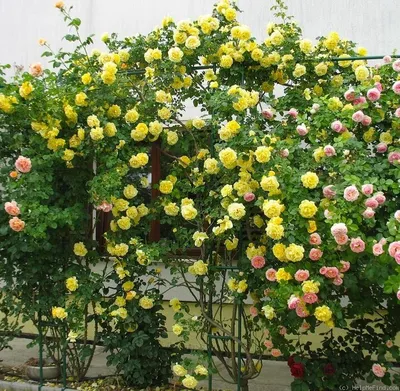 Сорта плетистой розы в горшках купить в Краснодаре |