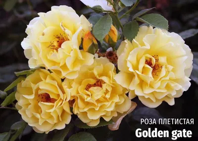 Роза Римоза. Rimosa rose. Первый цветок на юном кустике под порывами ветра  - YouTube
